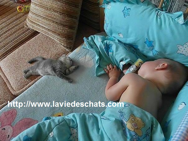 comment les bébés et les chats s'entendent sur laVieDesChats.com