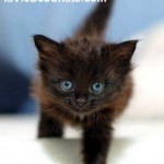 sevrage du chaton sur laVieDesChats.com