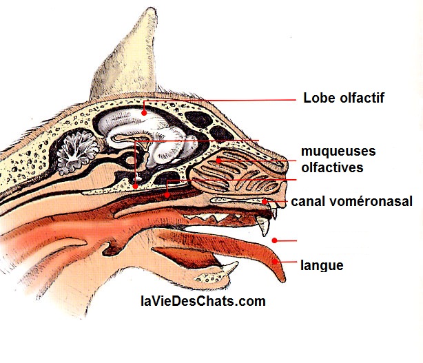 phéromones par le canal vomeronasal