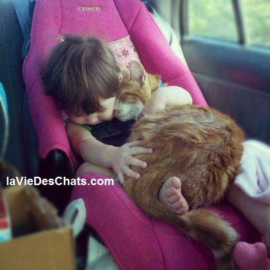 calin d'un chat et d'un enfant sur laVieDesChats.com