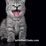 allergie aux chats sur laVieDesChats.com