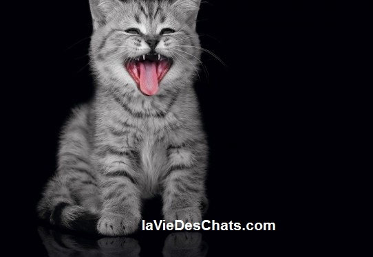 allergie aux chats sur laVieDesChats.com