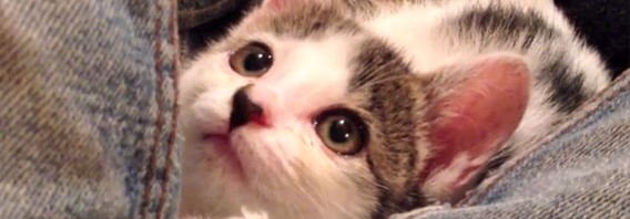chaton sauvé par un citoyen japonais sur laVieDesChats.com