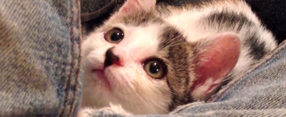 chaton sauvé par un citoyen japonais sur laVieDesChats.com