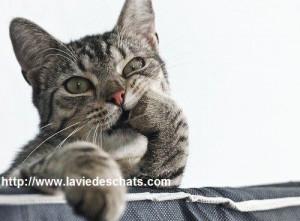 comment couper les griffes d'un chat correctement sur laVieDesChats.com