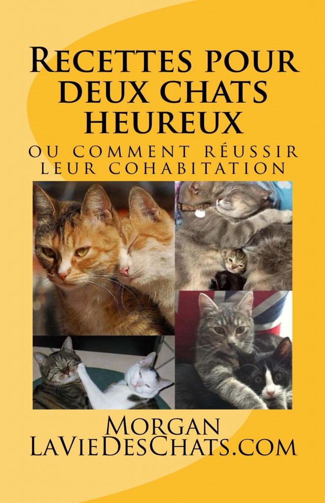 Recettes pour deux chats heureux sur laVieDesChats.com