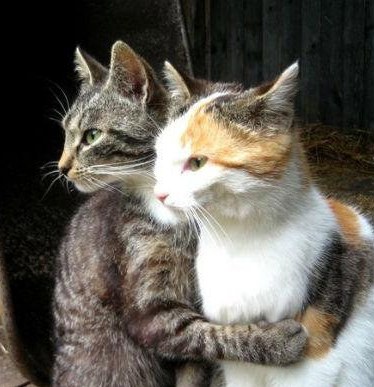 deux chats heureux sur laVieDesChats.com