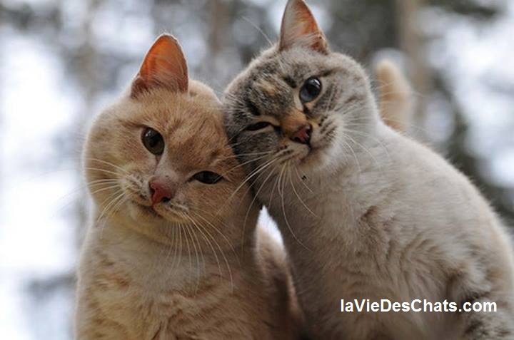 Deux Chats En Or Surveillent L'entrée Poudlard