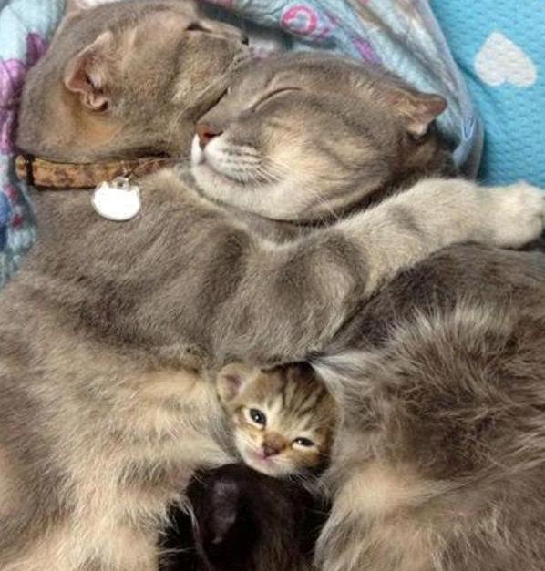 cohabitation entre chats réussie sur laVieDesChats.com