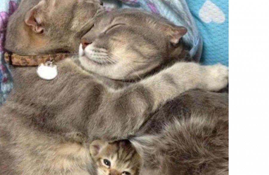 Pourquoi ce chat lèche l