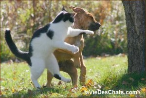 cohabitation chien chat, vos questions ici sur laVieDesChats.com