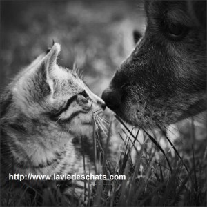 Chat Agressif Envers Un Chien Chat Agressif Envers Un Chien