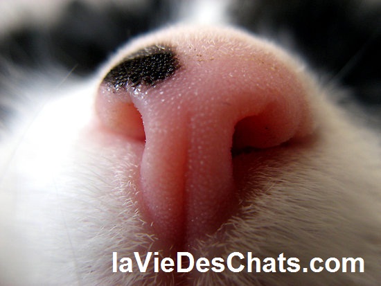 museau de chat sur laVieDesChats.com