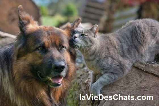 chat et chien berger allemand sur laVieDesChats.com