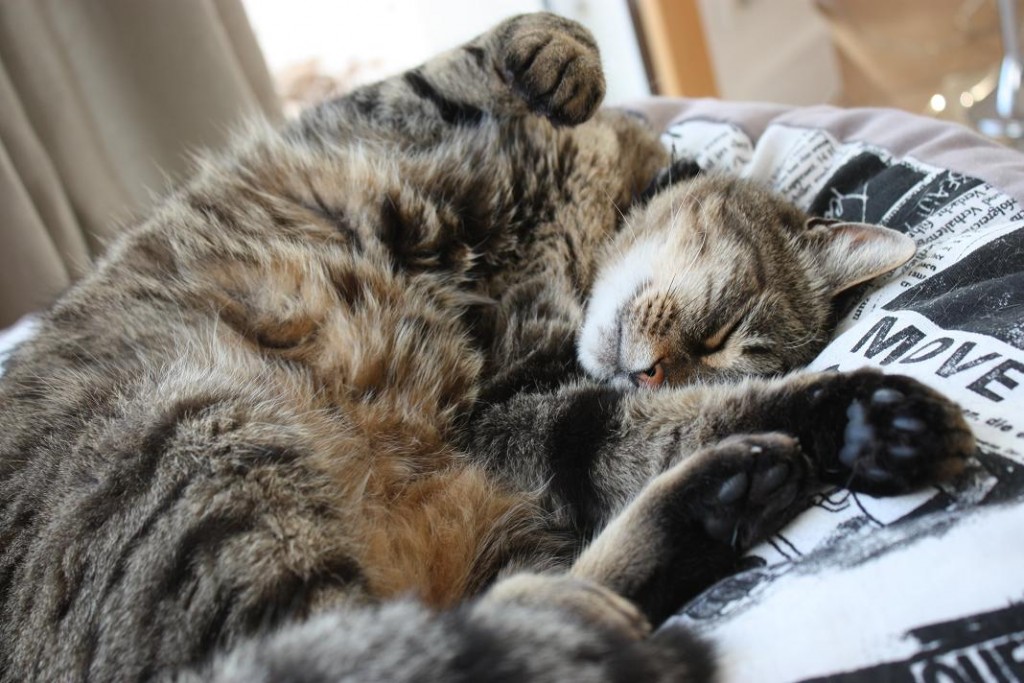 sieste de chat approuvée sur le grand pouf de confort sur laVieDesChats.com