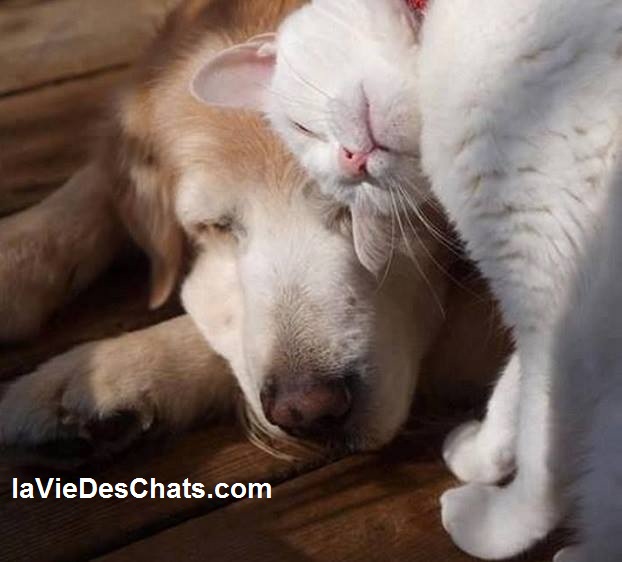 entente entre chien et chat sur laVieDesChats.com