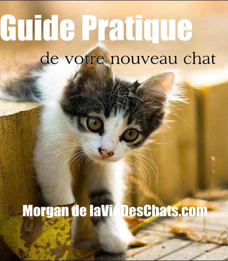 guide pratique de votre nouveau chat