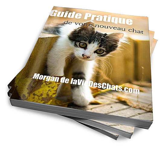 guide pratique de votre nouveau chat 3d