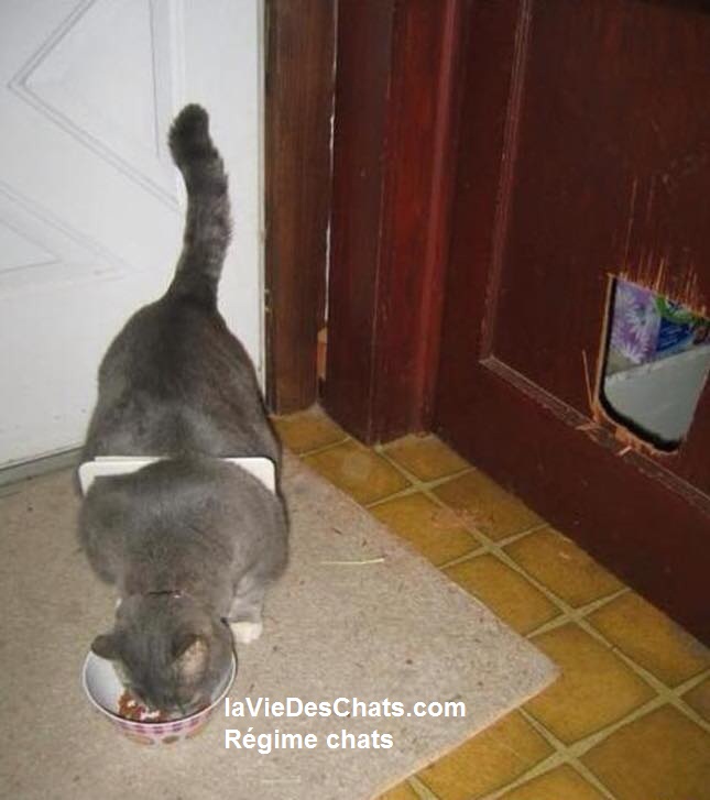 Regime Chat En 5 Etapes La Vie Des Chats