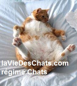 régime chats en 5 étapes