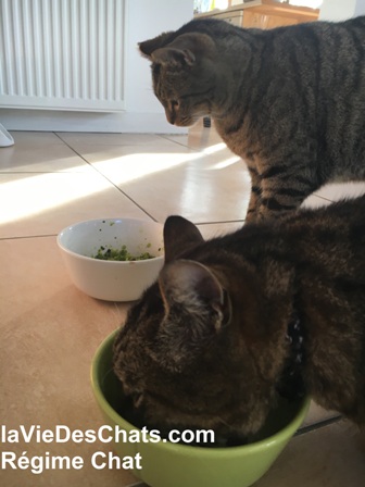 Regime Chat En 5 Etapes La Vie Des Chats