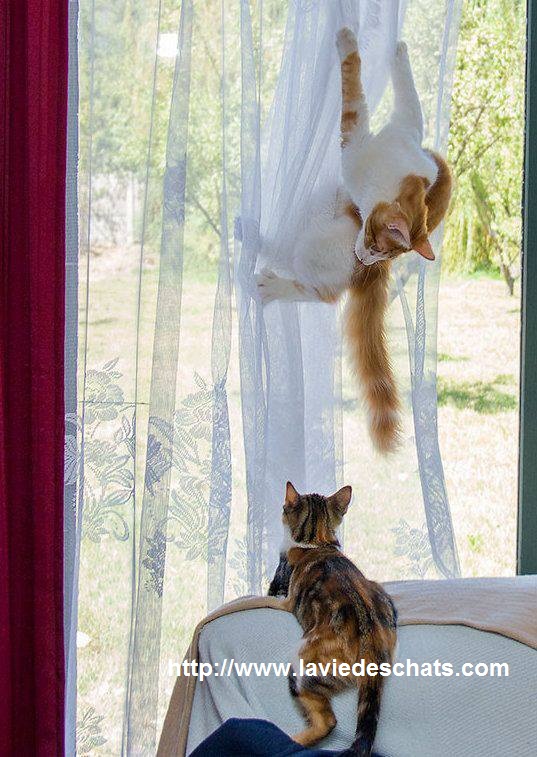 deux chats griffent les rideaux