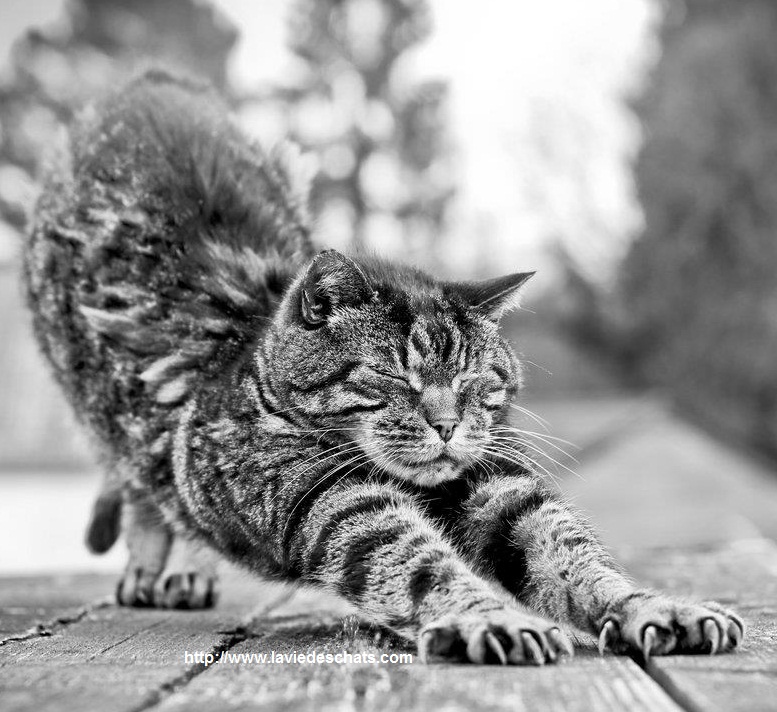 chat s'étire le dos