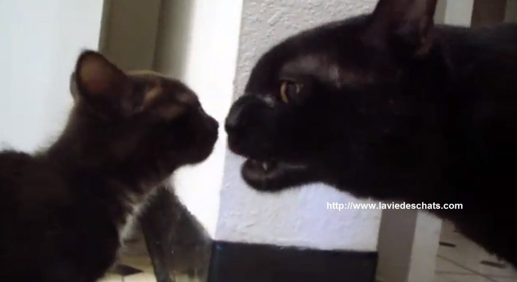 rencontre entre un jeune chat et une chatte âgée