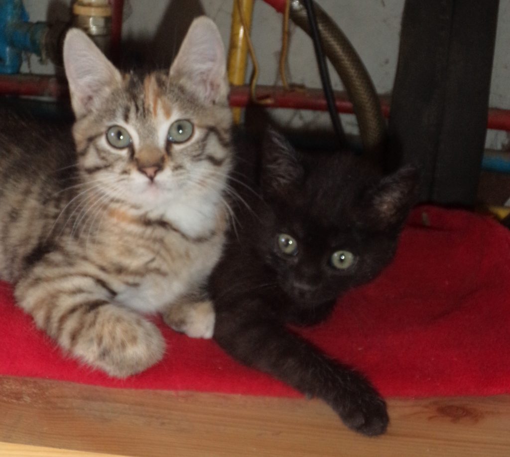 deux chatons recueillis victoire et capucine