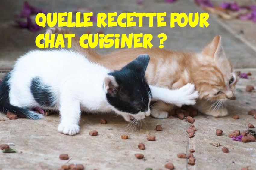 recette pour chat