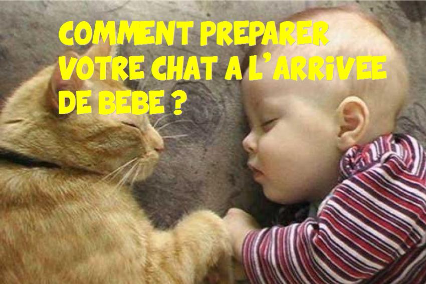 chat à l’arrivée de votre bébé