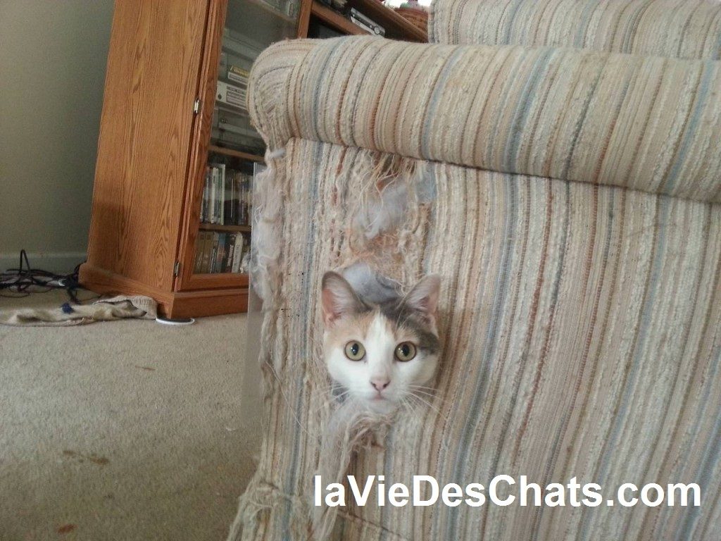 Un Chat Persiste A Faire Ses Griffes Sur Les Meubles Que Faire Un Chat Persiste A Faire Ses Griffes Sur Les Meubles Que Faire