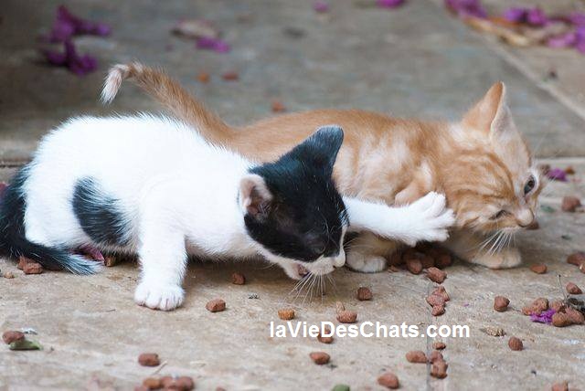 chatons se disputent les croquettes pour chat