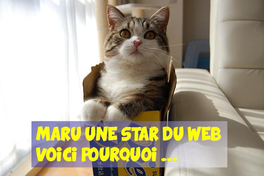 Maru une star du web