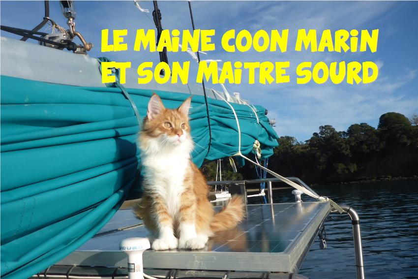 chat Maine Coon et de son maître sourd