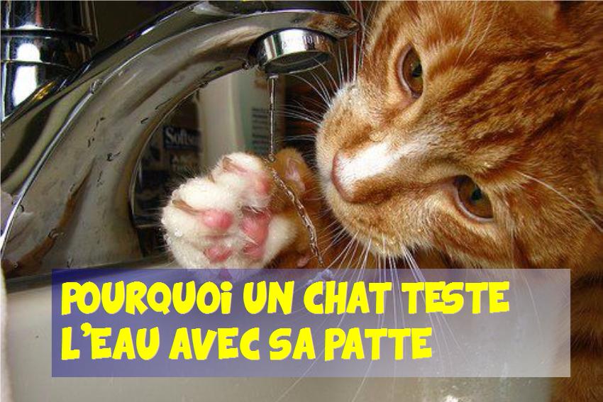 chat teste l’eau avec sa patte