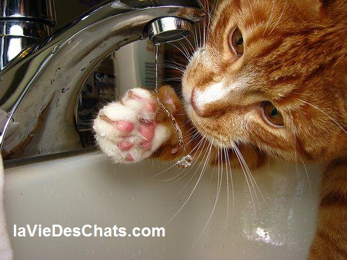 chat teste l'eau avec sa patte