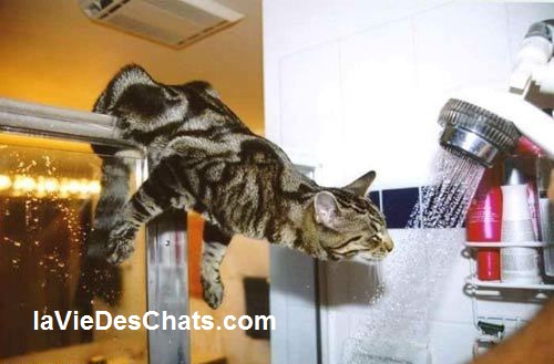 chat boit sous la douche