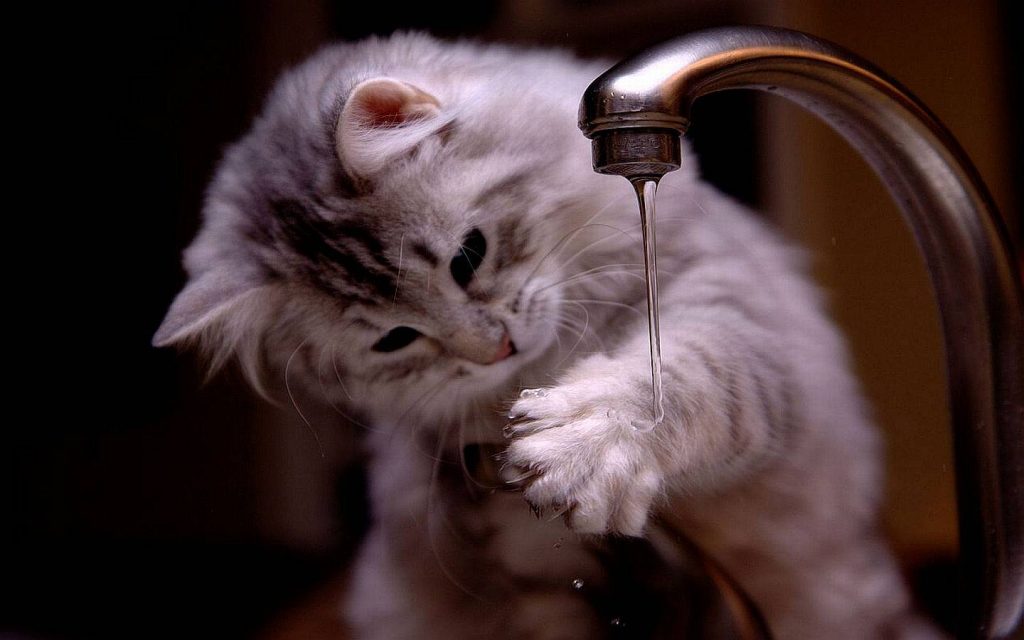 chat teste l'eau avec sa patte au robinet