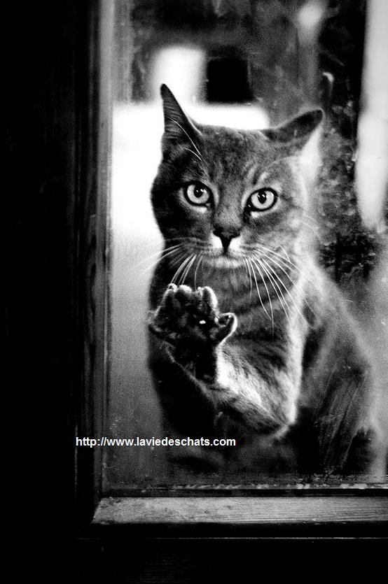 Voici Comment Des Chats Disparus Sont Retrouves Miraculeusement Voici Comment Des Chats Disparus Sont Retrouves Miraculeusement