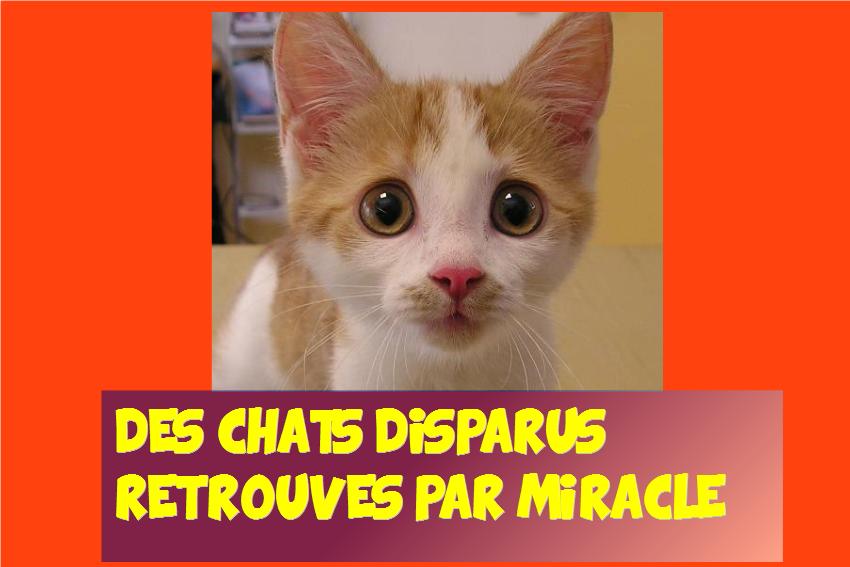 chats disparus sont retrouvés