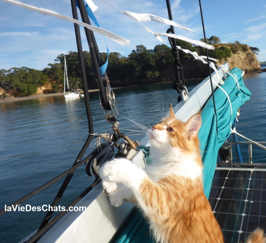 belle histoire du chat Maine Coon et de son maître sourd