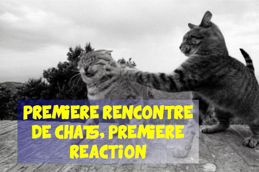 première rencontre entre chats