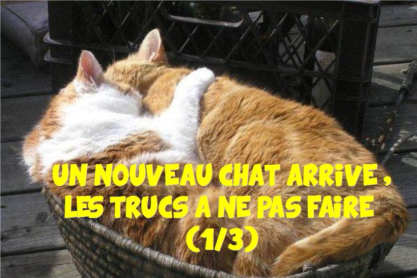 un nouveau chat arrive