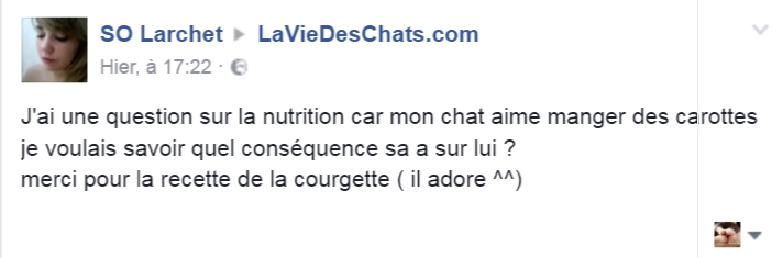 carotte à donner à manger à un chat