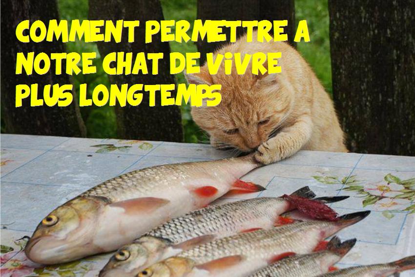 comment permettre à notre chat de vivre plus longtemps