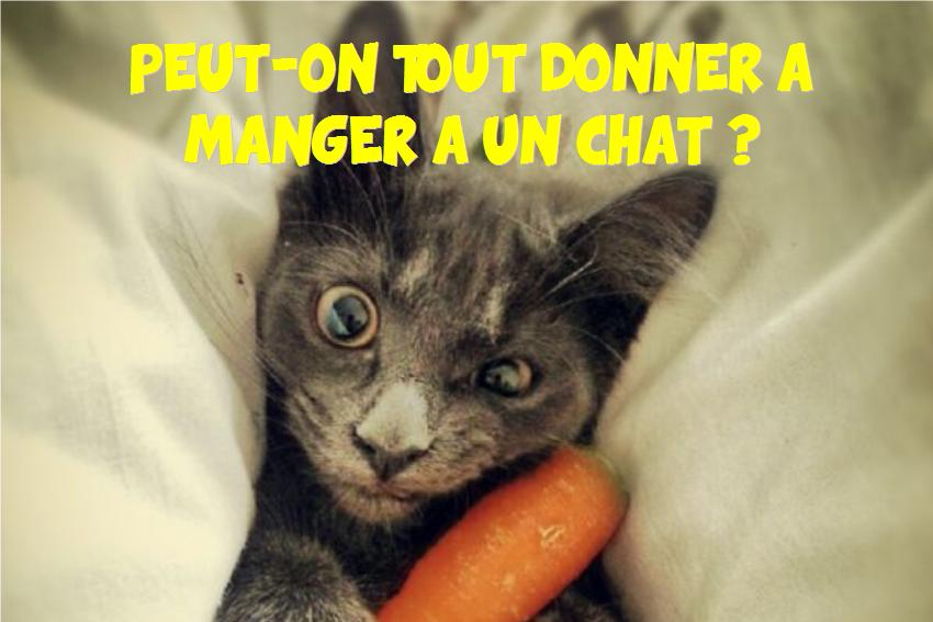 Peut-on tout donner à manger à un chat