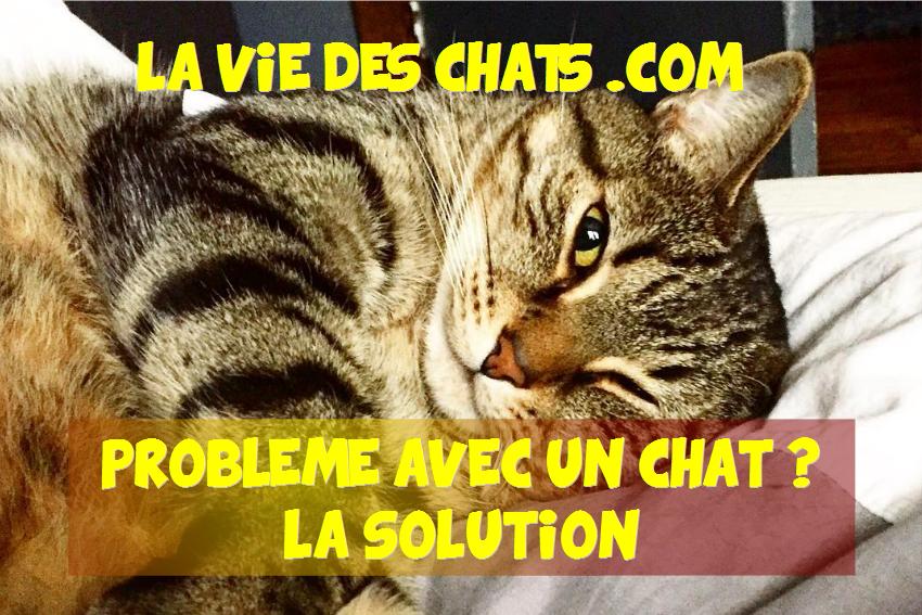 Problème avec un chat ? La solution ici