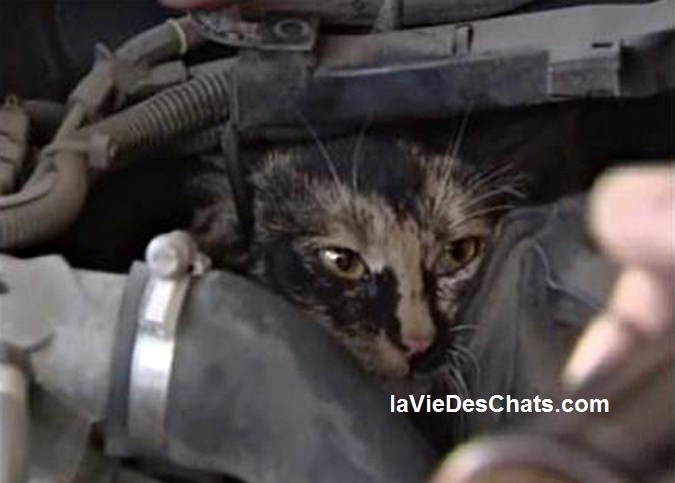 chat sous le capot de voiture