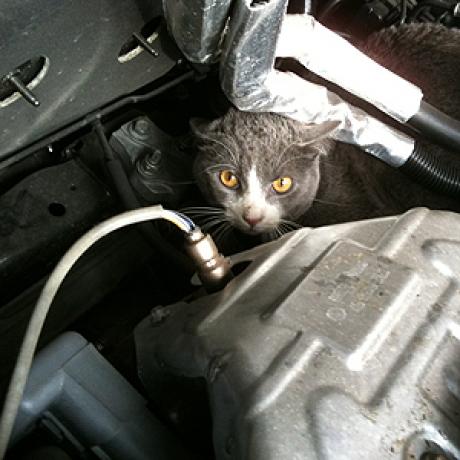 chat sous le capot de voiture